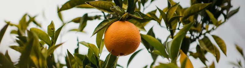 Ensalada de naranja e infusión de lactancia Mama Time