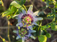 Passiflore