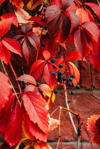Vigne rouge