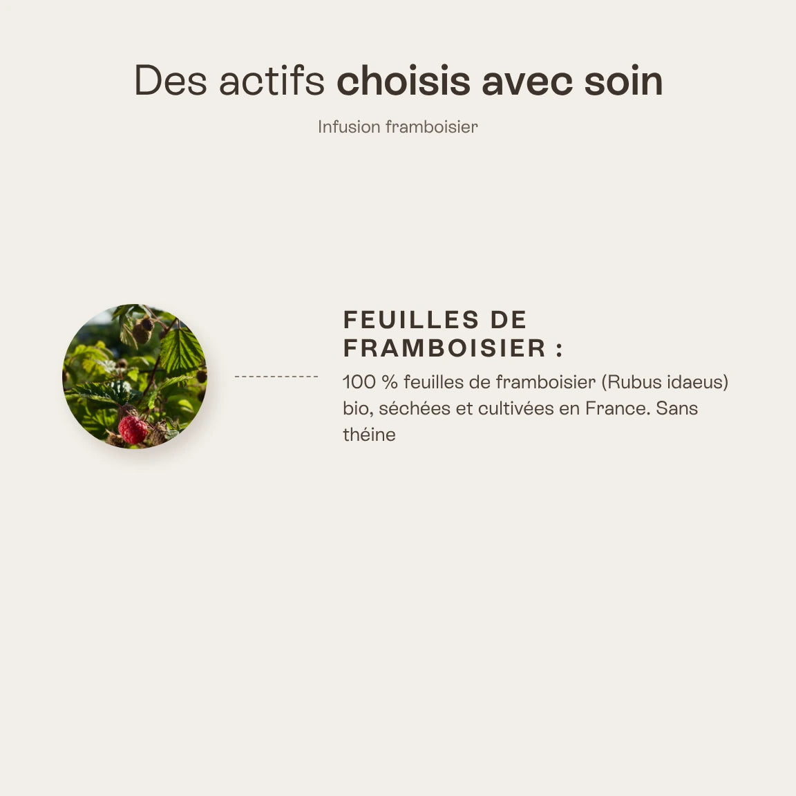 Infusion framboisier